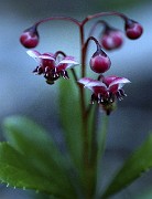 Chimaphila umbellata - Pipsissewa 1